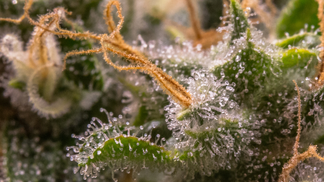 Trichomes on Weed: What are Trichomes - DATOS
