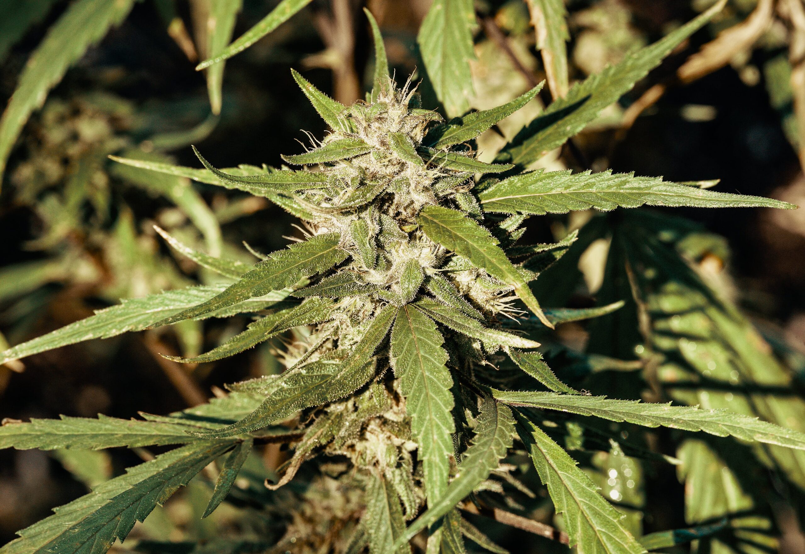 8 of the Most Popular Landrace Strains - DATOS
