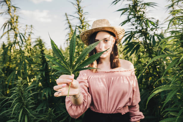 When To Harvest Weed: Know The Right Time- DATOS