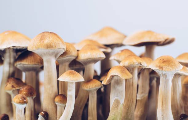 Psilocybin Mushrooms | Meaning | Effects | Grow |- DATOS