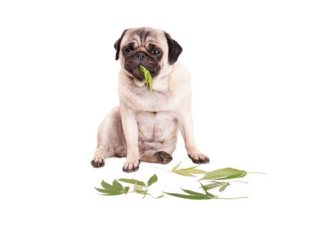 Weed and Dogs: What to Do If Your Dog Ate Weed - DATOS