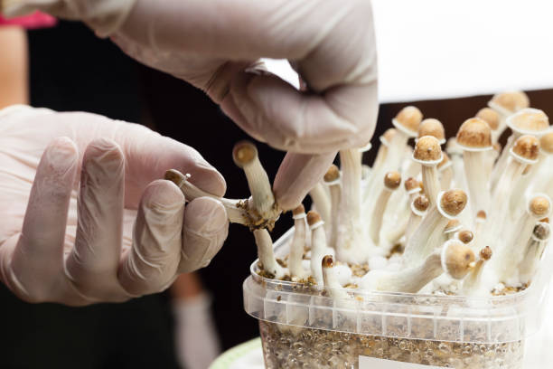 How Much Do Shrooms (Psilocybin) Cost- DATOS