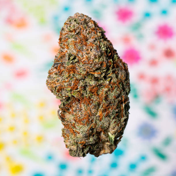 Apple Fritter - Weed Strains Experience- DATOS