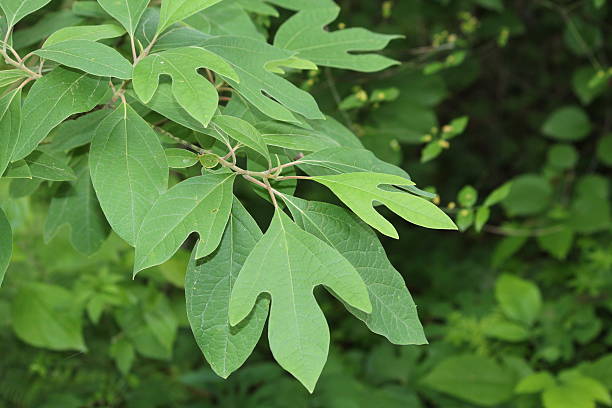 What You Need to Know About Sassafras- DATOS