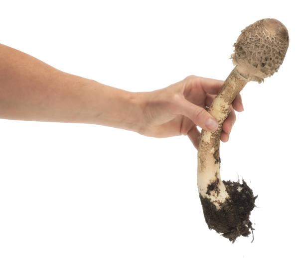 Mushrooms That Look Like a Penis- DATOS
