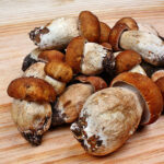 Melmac Mushrooms- DATOS
