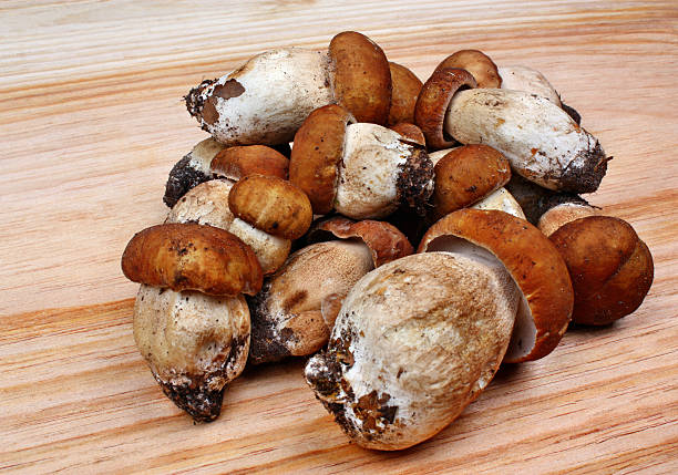 Melmac Mushrooms- DATOS