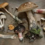 Do Shrooms Go Bad Over Time?