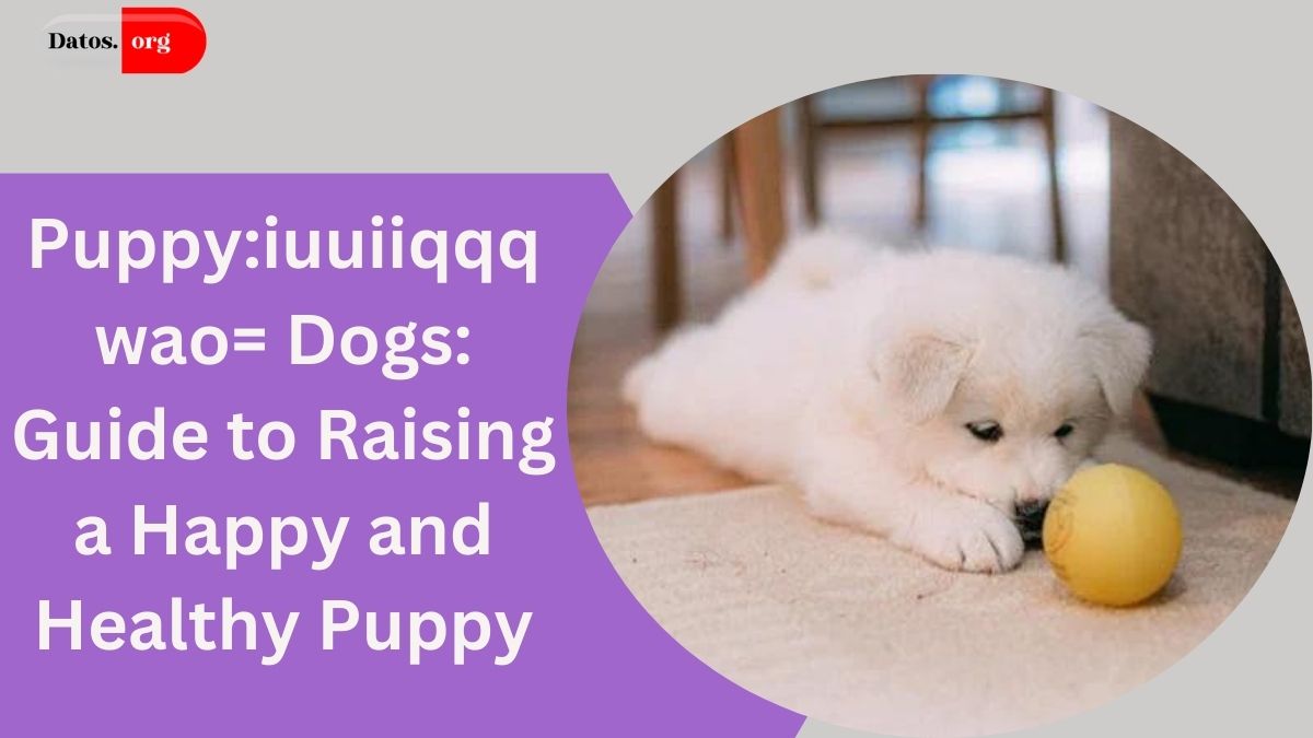 Puppy:iuuiiqqqwao= Dogs